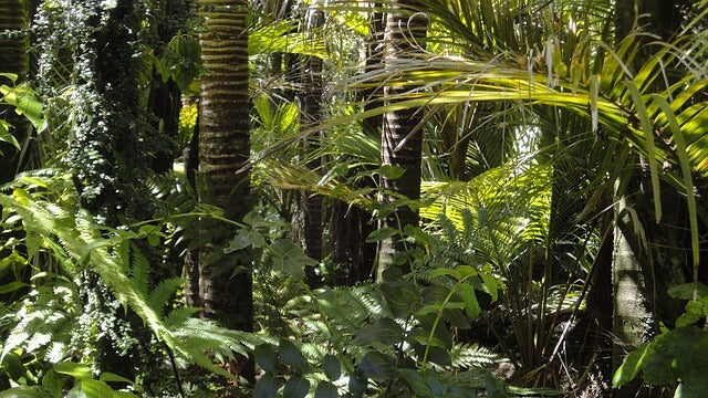 REVEALED! Hidden Beauty Treasures of the Amazon Rainforest